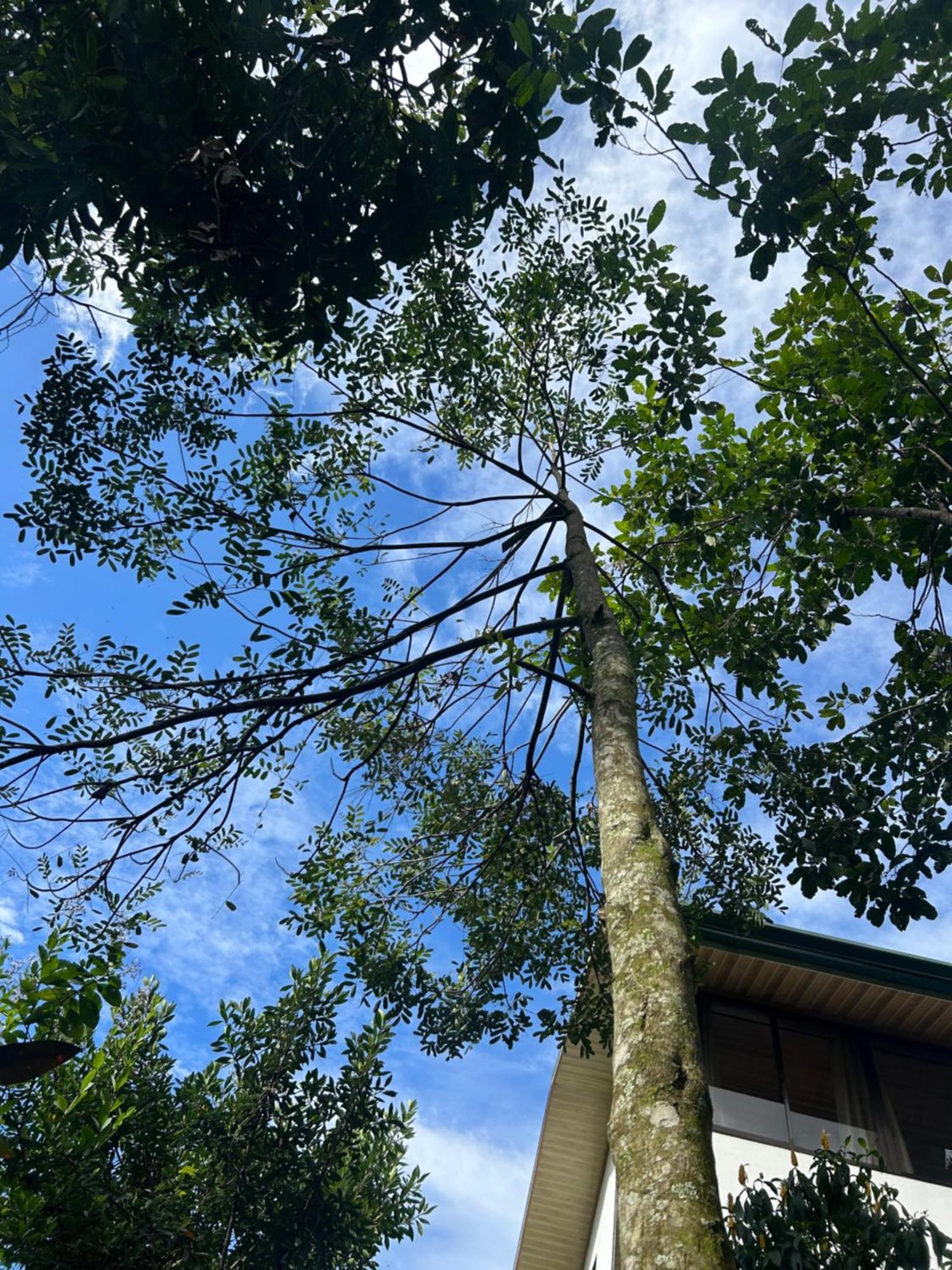 Eco Villas Tambor Tucanes Dış mekan fotoğraf
